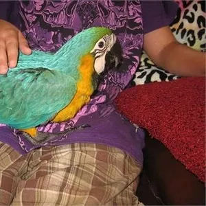 Yдома,  поднятые и зарегистрирован синих и золотых попугаи ара для прод