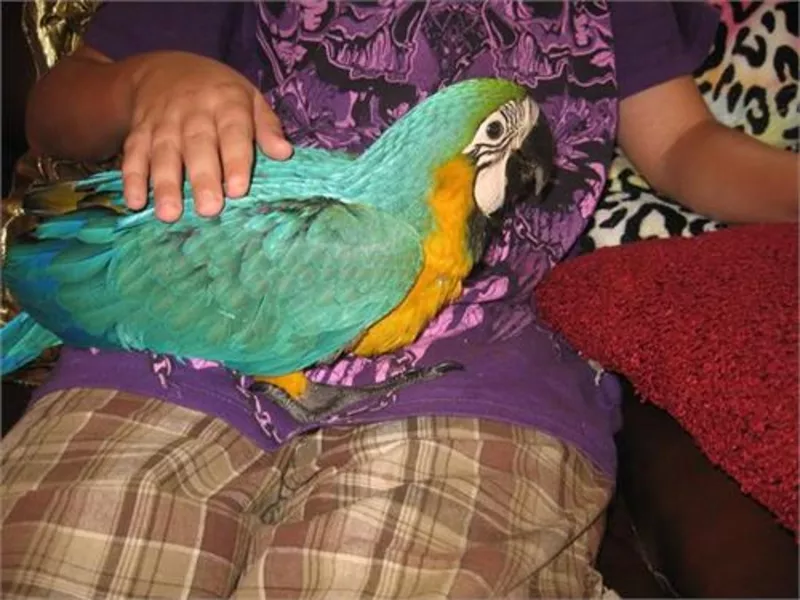 Yдома,  поднятые и зарегистрирован синих и золотых попугаи ара для прод